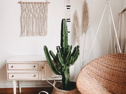 green cactus plant in room