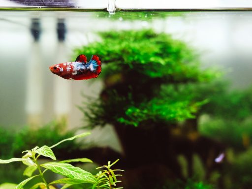 red and blue beta fish