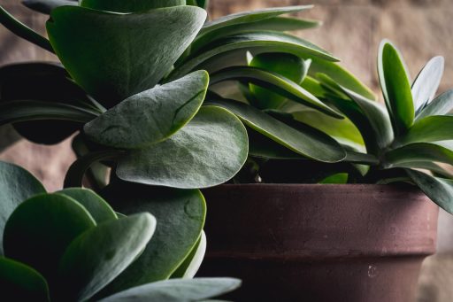 Dracaena plant op een lichte plek binnenshuis met groene bladeren
