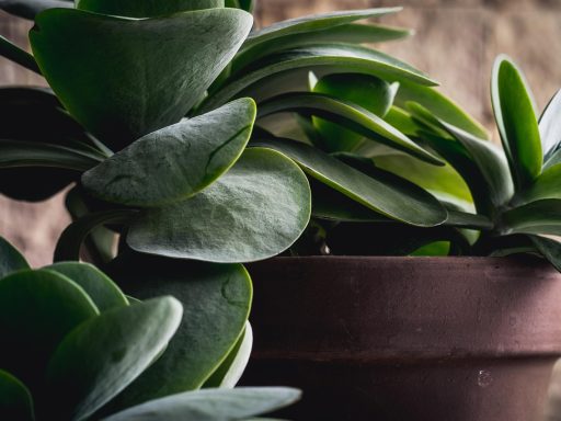 Dracaena plant op een lichte plek binnenshuis met groene bladeren