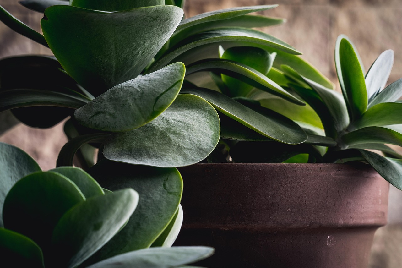 Dracaena plant op een lichte plek binnenshuis met groene bladeren