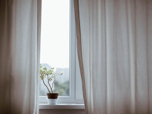 Strelitzia plant met grote groene bladeren op een lichte vensterbank binnenshuis